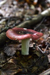 Solitary Red Cap Mushroom in Natural Forest Setting