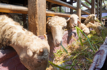 sheep eating grass in the pen. close up of sheep face on farm
