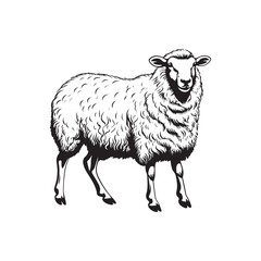 Sheep vector design isolated on white background