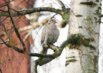 Eurasian Collared Dove (Streptopelia decaocto) perched on the ground for close portrait shot with dark background on sunny morning