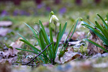flowers in the grass