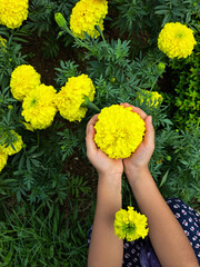 yellow marigold flower in a hand