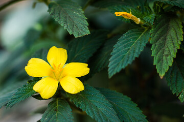 Damiana flowers or Turnera diffusa are beautiful yellow flowering plants and are used as herbal...