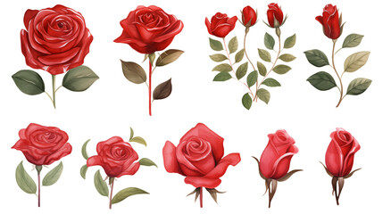 Watercolor elements red roses on a white background