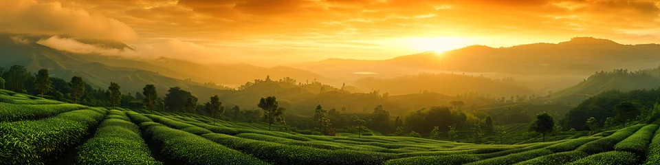 Fotobehang tea plantation © sam richter