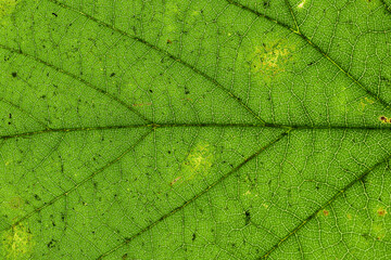 Macro Photo Of Natural Green Leaf Pattern. Leaf close-up.