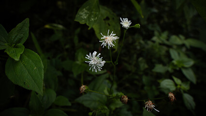 white flowers, nature, green leaves, flowers in nature
