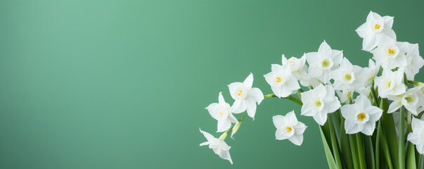 Bouquet of white narcissus on a jet colored backdrop isolated pastel background 