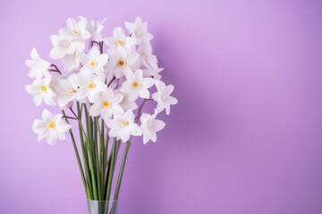 Bouquet of white narcissus on a lilac colored backdrop isolated pastel background 