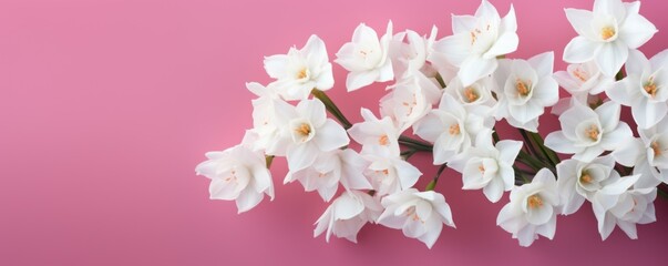 Fototapeta na wymiar Bouquet of white narcissus on a magenta colored backdrop isolated pastel background 