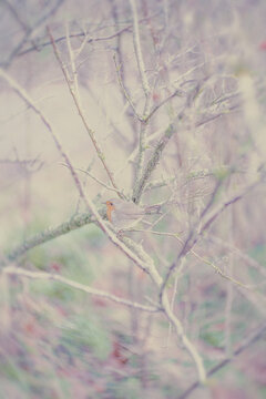 bid in a tree