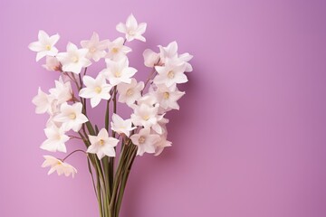 Bouquet of white narcissus on a mauve colored backdrop isolated pastel background 