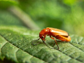 A closeup of a red beetle on a green leaf in the sun