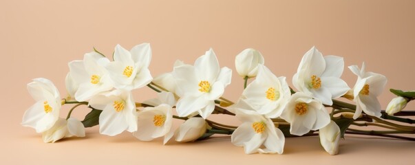 Fototapeta na wymiar Bouquet of white narcissus on a plum colored backdrop isolated pastel background 