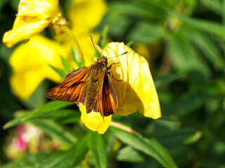 Butterfly on a yellow flower in a meadow in summer