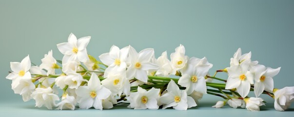 Bouquet of white narcissus on a slate colored backdrop isolated pastel background 