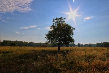 Fototapeta premium sunset in the meadow