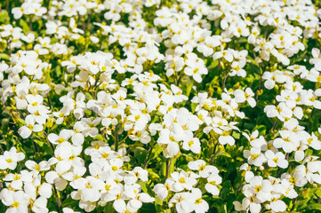 spring white flowers background