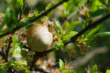 snail on a blooming leaf