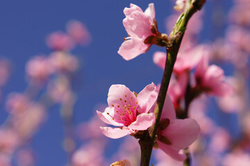 pink cherry blossom in the spring