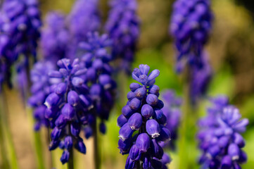 close up of grape hyacinths in the spring garden
