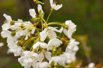 white flowers in the spring garden