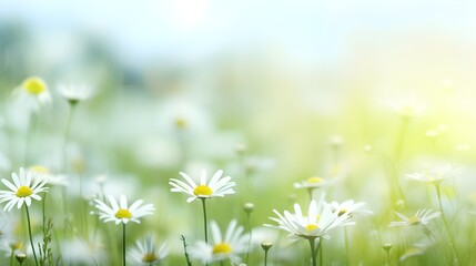 Natural background with daisies.