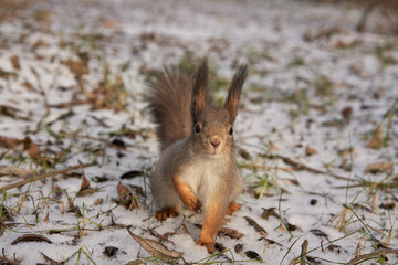Naklejka na ściany i meble A squirrel walks through a winter park.