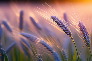 Wheat and sun light on background