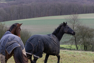 zwei spielende Pferde auf einer matschigen abgefressenen Weide im Winter im Kalletal