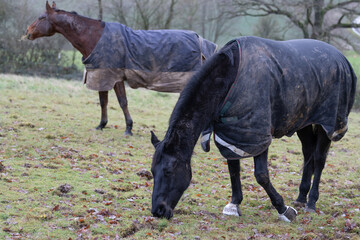 Hannoveraner Warmblut Pferde eingedeckt mit einer outdoor Decke auf einer Winter Weide am grasen