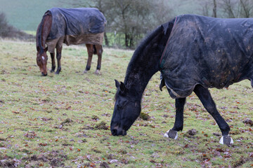Hannoveraner Warmblut Pferde eingedeckt mit einer outdoor Decke auf einer Winter Weide am grasen