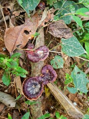 mushroom in the forest at waterfall Thailand