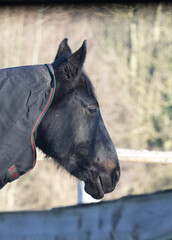 Hannoveraner Warmblutpferd chillt im Winter in der Sonne