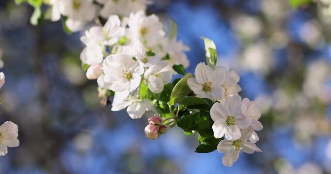 Slow motion video of white apple blossom on blue sky background