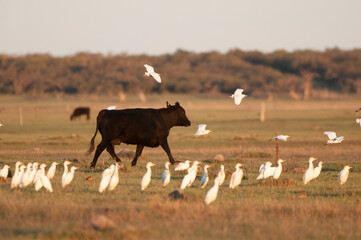 Cattle and heron flock, La Pampa, Argentina