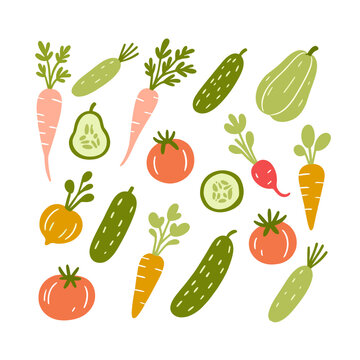 Colorful vector illustrations of vegetables: carrots, cucumbers, tomatoes, radishes, for hedgehog design.