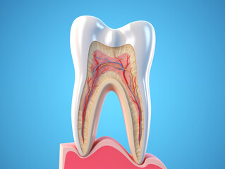 Tooth anatomy detailed view over blue background. 