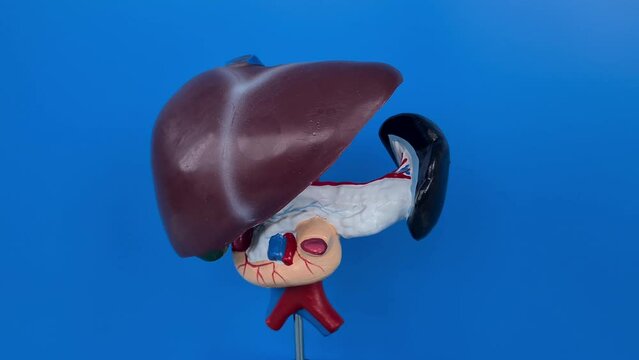 Diagnosis of liver and gallbladder for diseases. Anatomical model of the gallbladder and liver surgery and gastroenterology