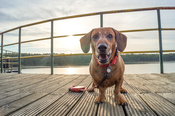 brown happy dachshund walking in the nature