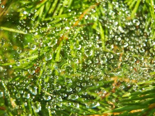 Drops of dew on the needles of a pine tree.