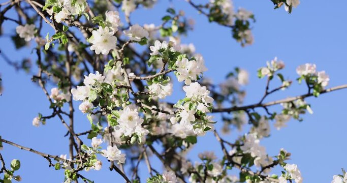 Slow motion video of white apple blossom on blue sky background
