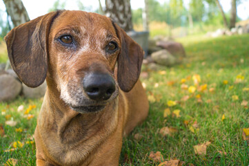 brown happy dachshund walking in the nature