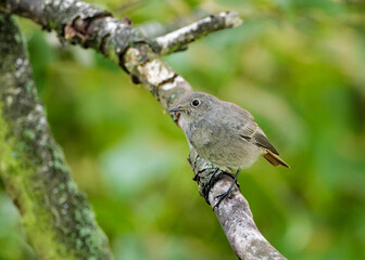 Black redstart (Phoenicurus ochruros) near an estuary