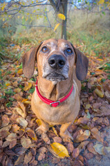 brown happy dachshund walking in the nature