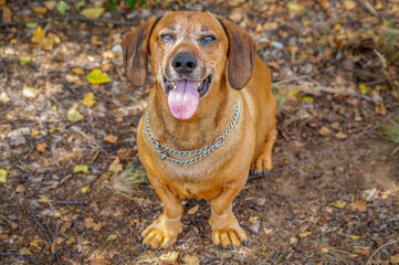 brown happy dachshund walking in the nature