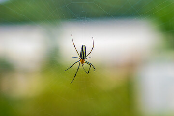 Spider in a web on a blurred background.