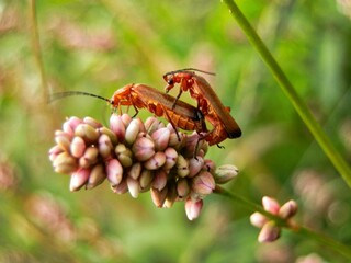 A pair of red cockroaches on a flower in the garden