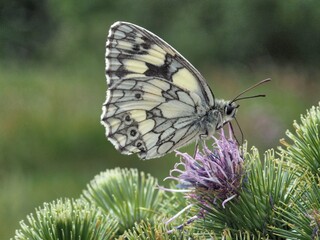 Butterfly on a flower of a coniferous tree.