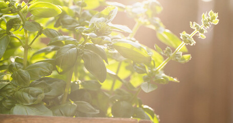 Closeup shot of fresh basil leaves in a sunny garden. - 707864065